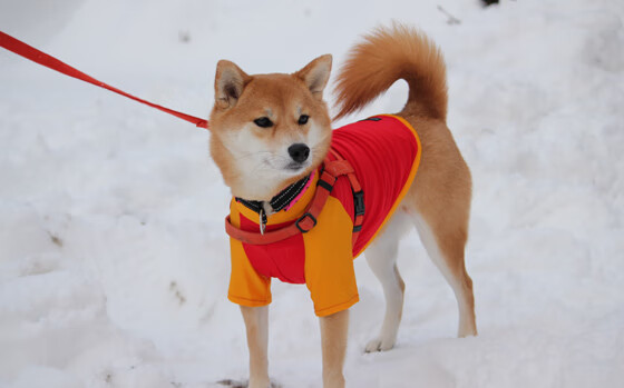 全国青少年趣味跳绳比赛在上海火热举行,运动青春灯火辉煌,全国青少年跳绳比赛视频
