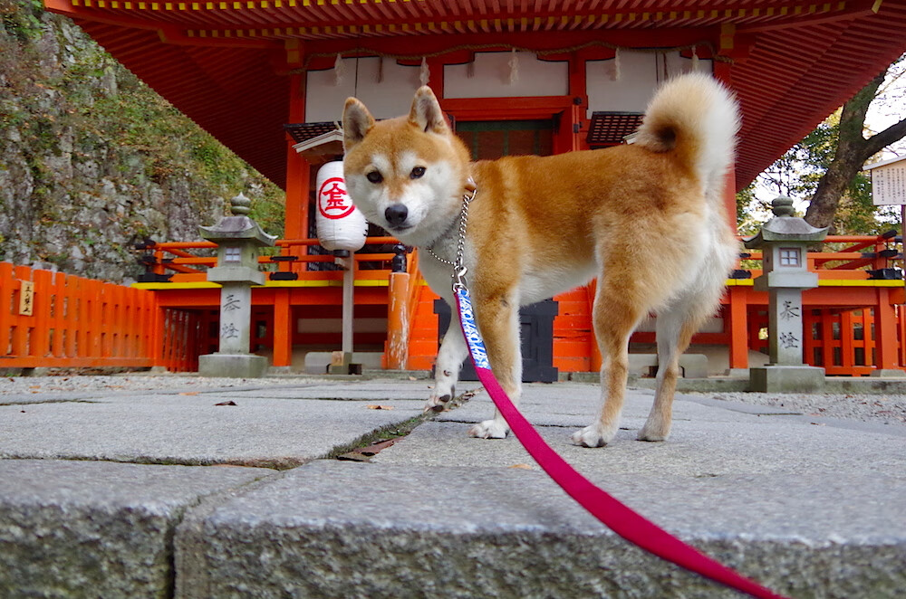 国足年度战术视频复盘重点对比,国足战术打法