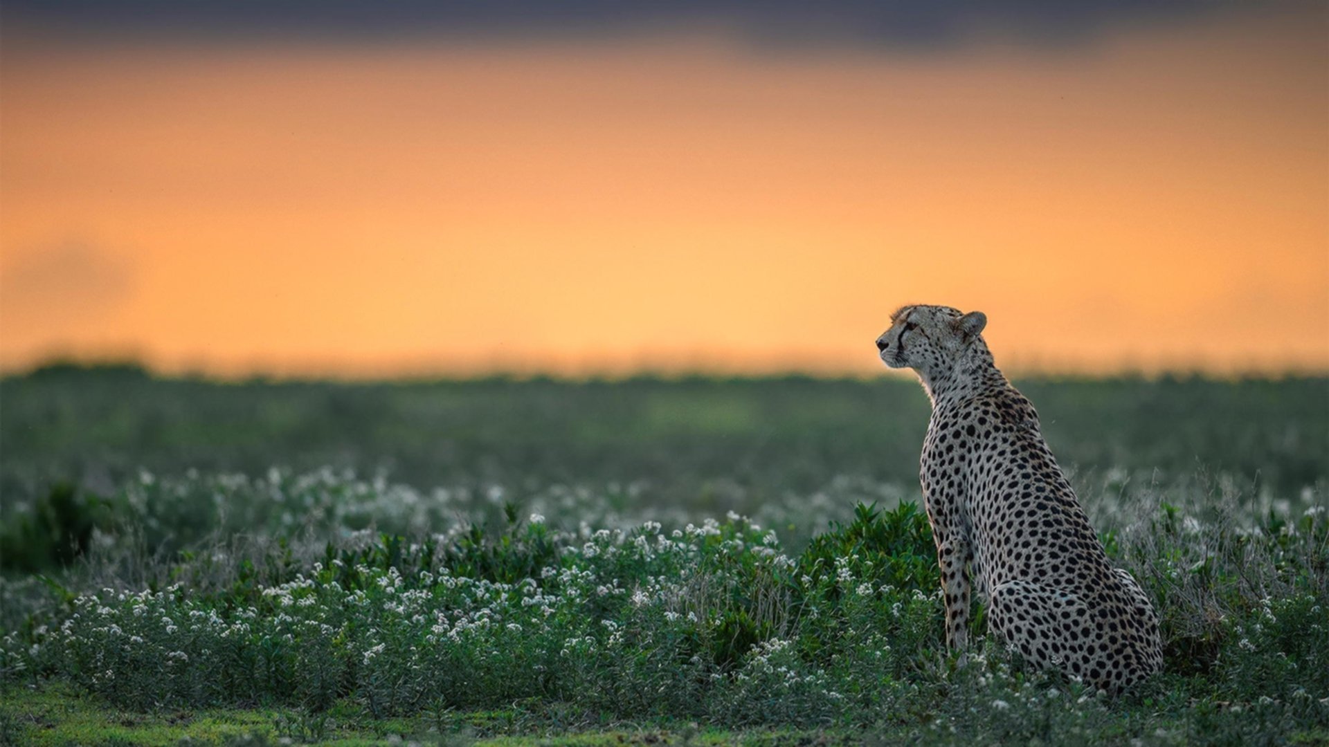 青少年体育社会支持系统研究,青少年体育司