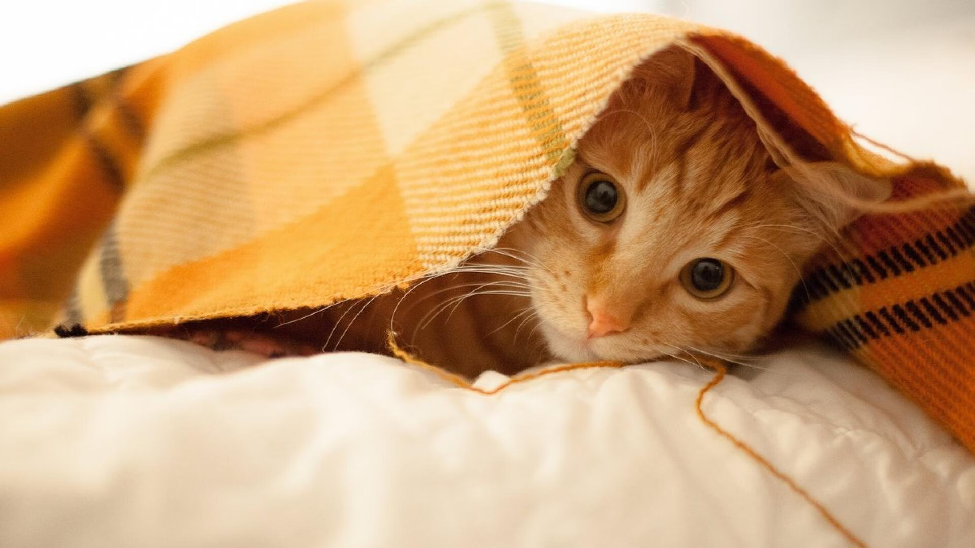 Chinese Taipei团队:未来发展中的跨领域创新,taipei of china