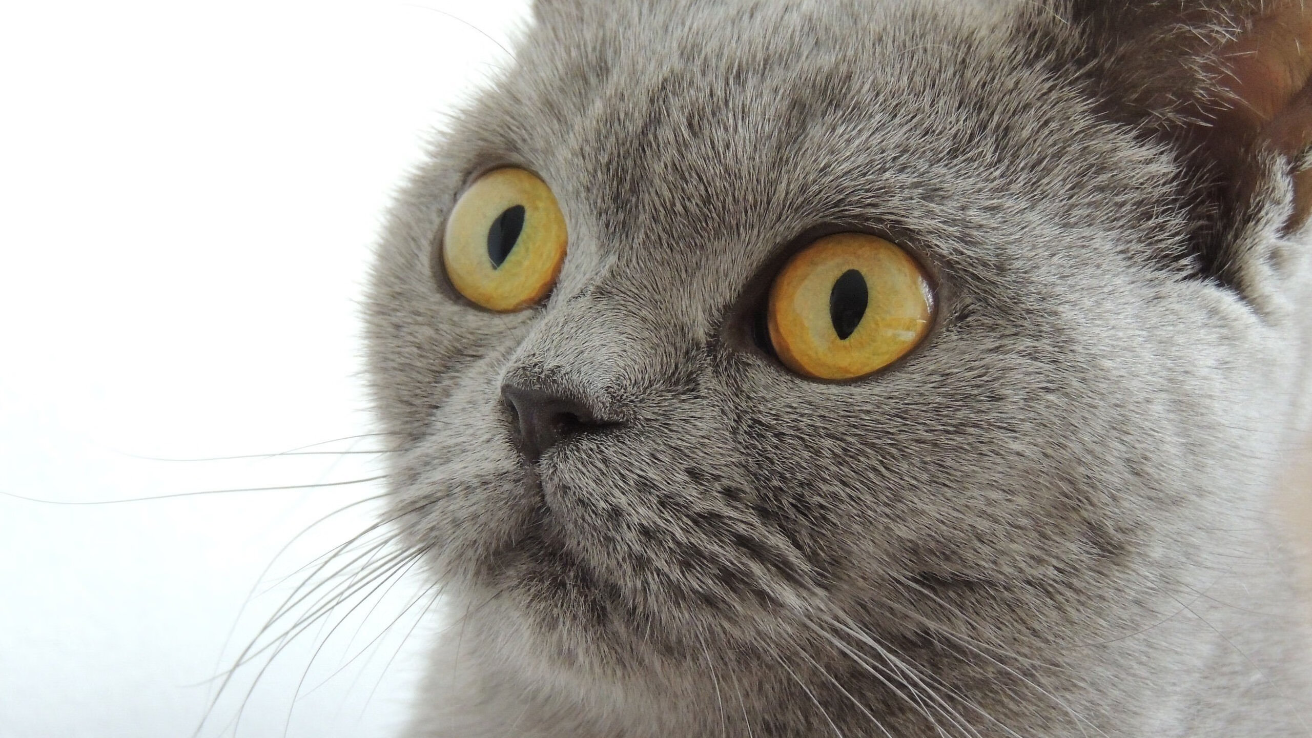 “三叉湖飞盘赛:全速投掷与精准接盘的极限比拼”