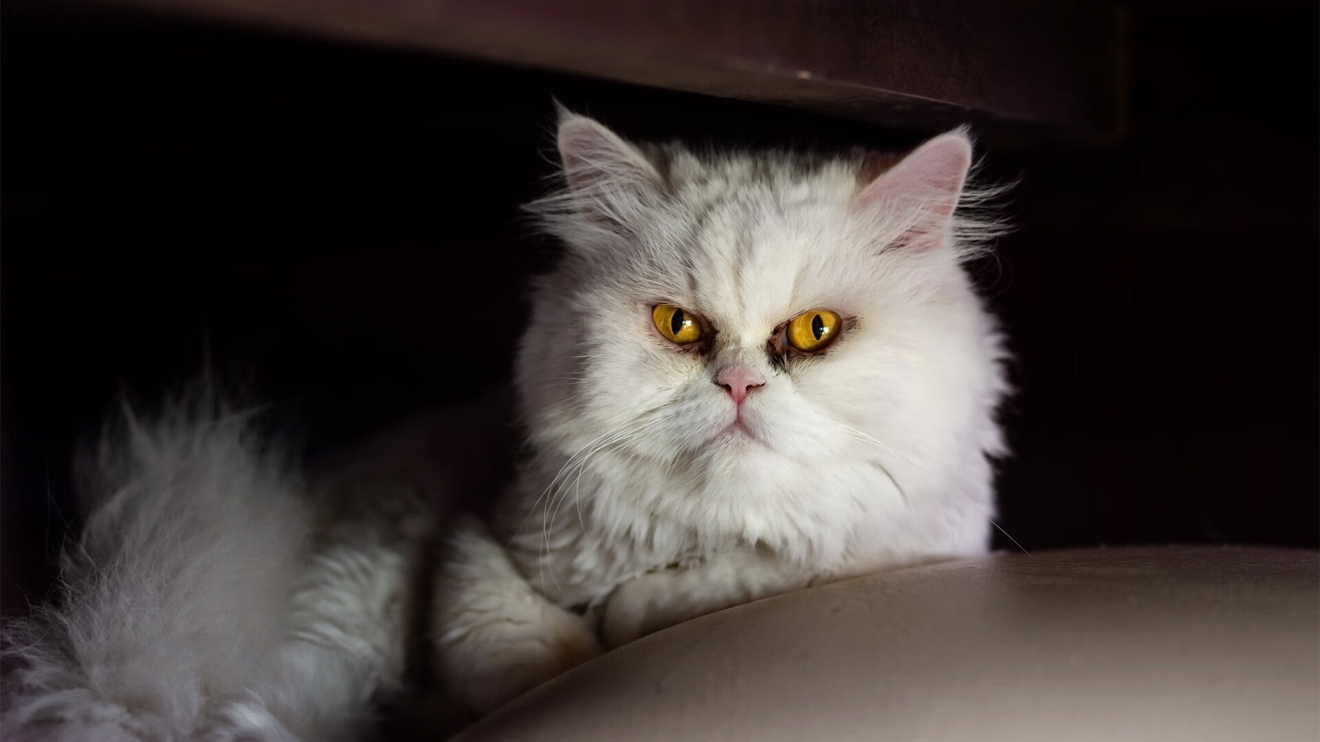 波兰队在国际乒联混合团体世界杯中的胜利背后的关键因素,波兰乒乓球著名运动员