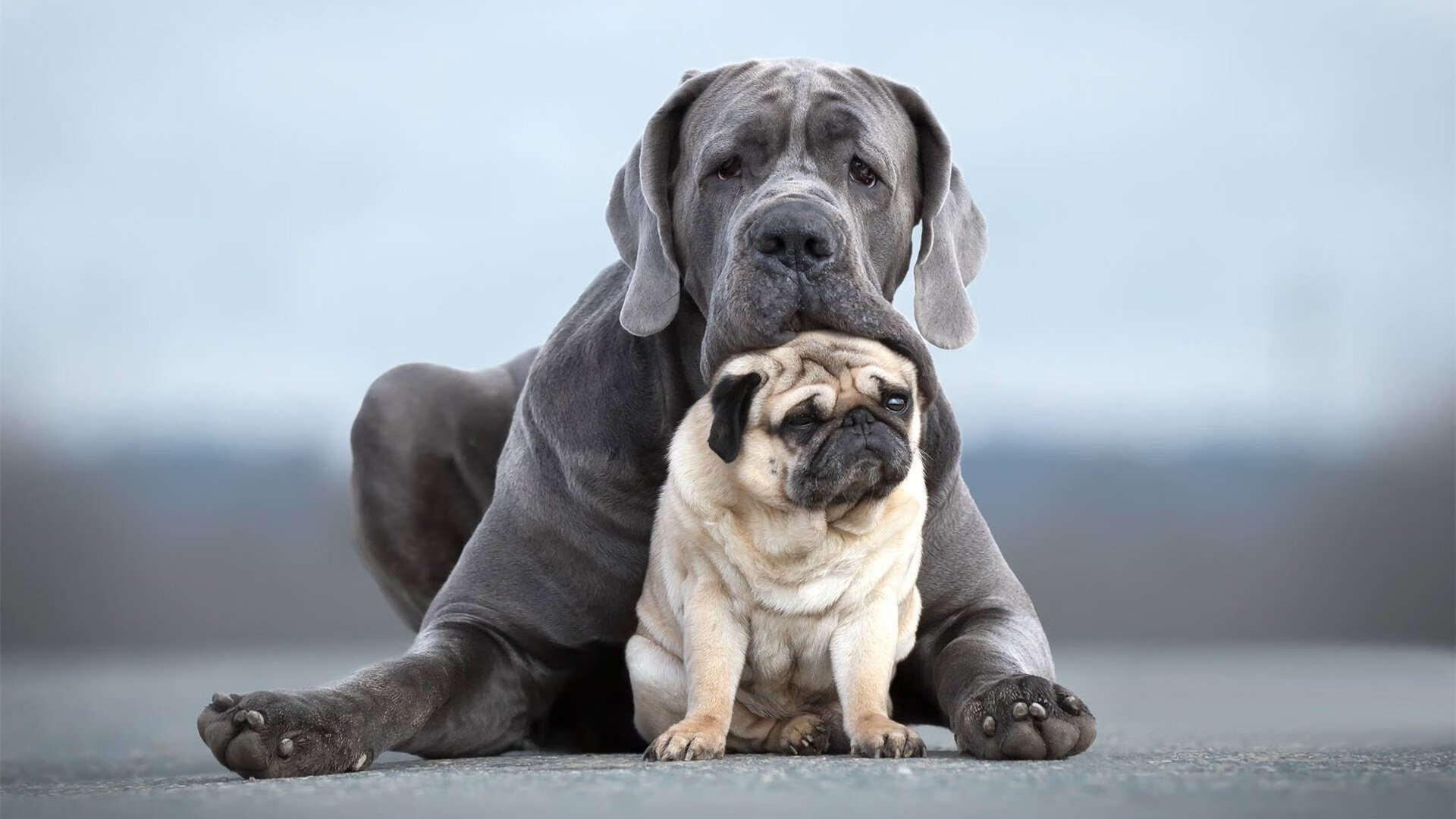 蒙彼利埃节奏控制合理发挥稳定,蒙彼利埃dba