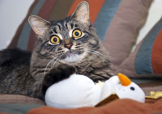 青年选手成长路径日益明确，青年成长成才计划