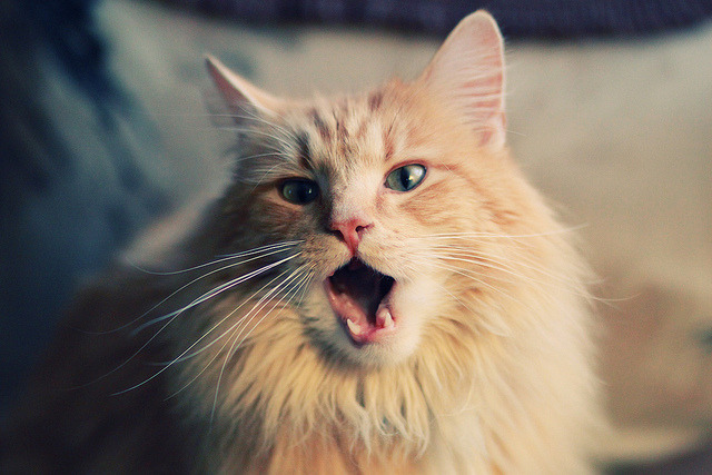 优秀裁判团队执行任务确保关键场次公平公正，优秀裁判员应具备哪些素质