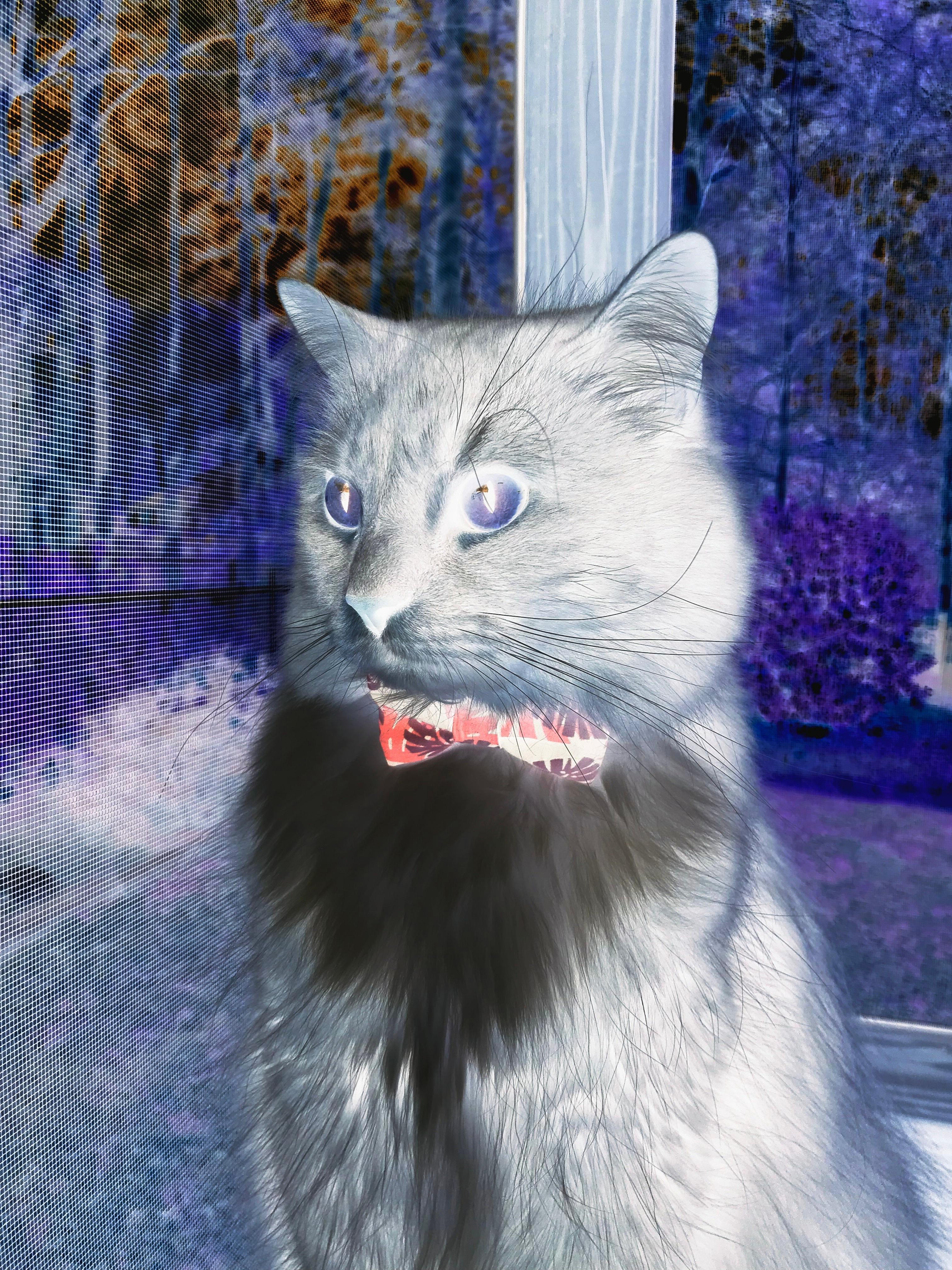 巴西队在南美预赛中占据榜首，提前晋级