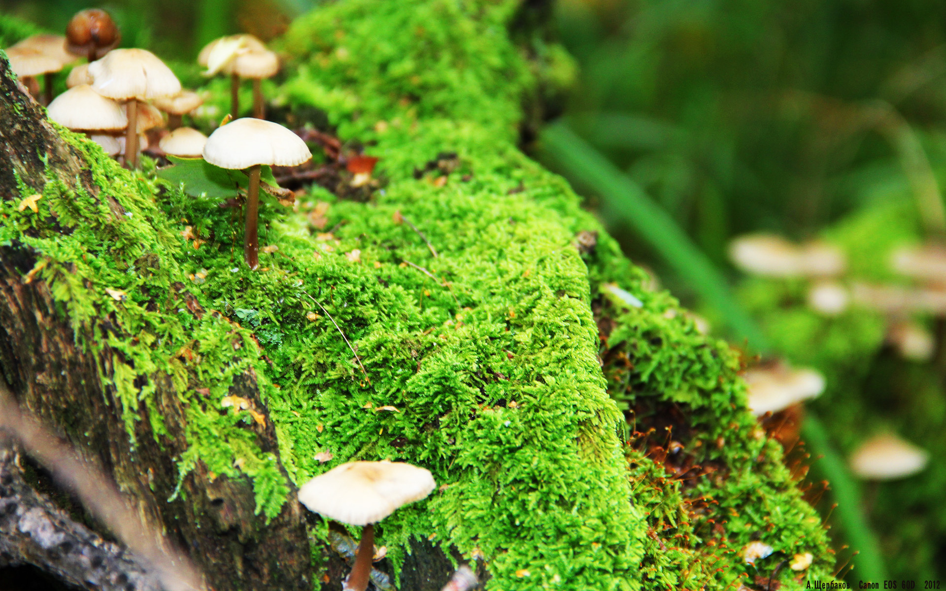 格鲁吉亚男篮在亚洲预赛中逆境奋战，期待突破