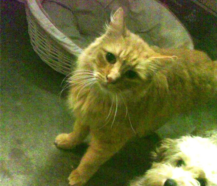 澳大利亚橄榄球赛事的转播权价值激增，全球关注度不断上升，一场令人激动的澳式橄榄球比赛