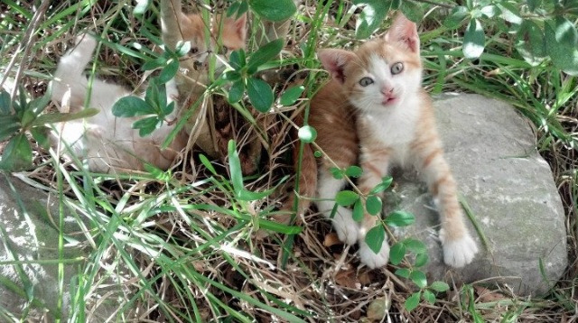 王楚钦连续两轮零封强势晋级，王楚钦什么来头