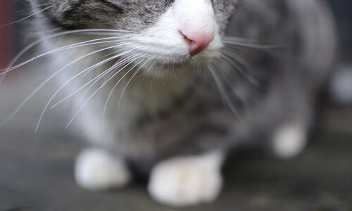 青年才俊在海外联赛锻炼后回归国家队表现亮眼