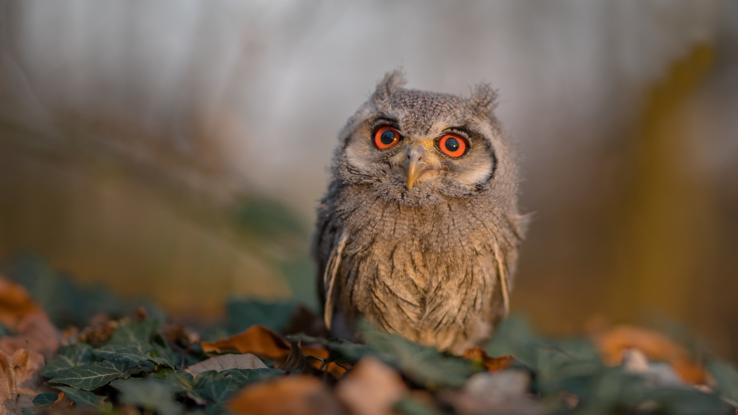 高强度对抗赛检验身体极限教练注重恢复安排，高强度对抗运动